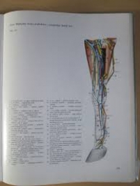 Anatomski atlas domaćih životinja III