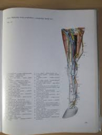 Knjiga u ponudi Anatomski atlas domaćih životinja III